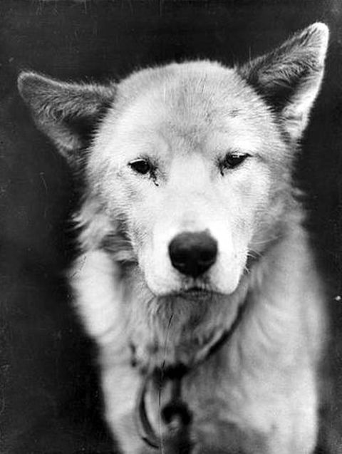 Crew member Frank Hurley documented the whole journey with his camera. This is a photo of one of the sledge dogs, Lupid.