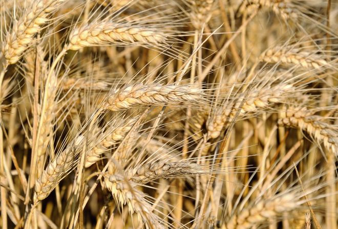 Experts say many health problems stem from changes in food production. "The hybridization of the native European wheat with a shorter, hardier strain from South America in the 1940s produced the particular gluten protein that triggers the sensitivity in people's digestive system," says Cetojevic. "For thousands of years people ate and digested wheat without adverse effects, but we haven't yet adapted to the new protein in the hybrid variety that is now widely grown and marketed for its convenience and higher yield. People are better off eating the older strains such as spelt and kamut."<br />
