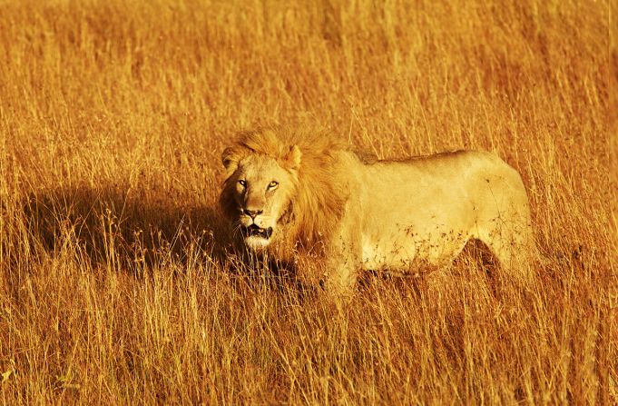 "In Kenya, the Maasai Mara and Lewa Conservancy still offer that same sense of space (as in earlier days), but the growing population means that farms are encroaching on the land surrounding game reserves," says Abercrombie & Kent co-founder Geoffrey Kent.