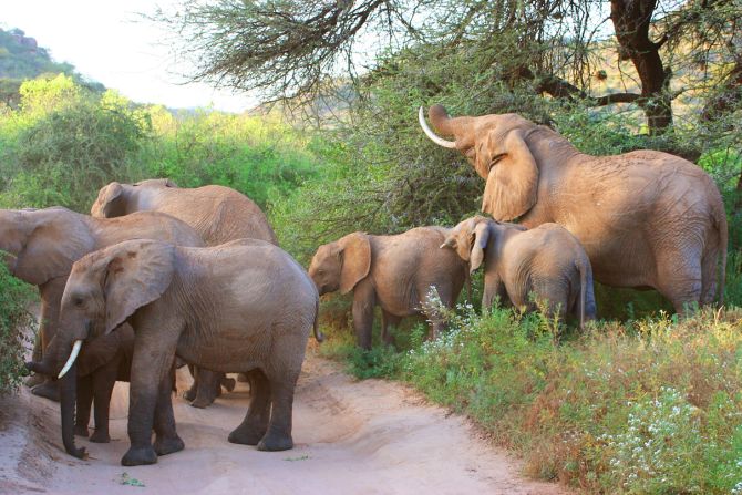 Kent has had numerous encounters with elephants, including a memorable charge by a matriarch in Tanzania. "She picked up our Land Rover with her tusks and pushed us nine or 10 meters along the ground!" he recalls.