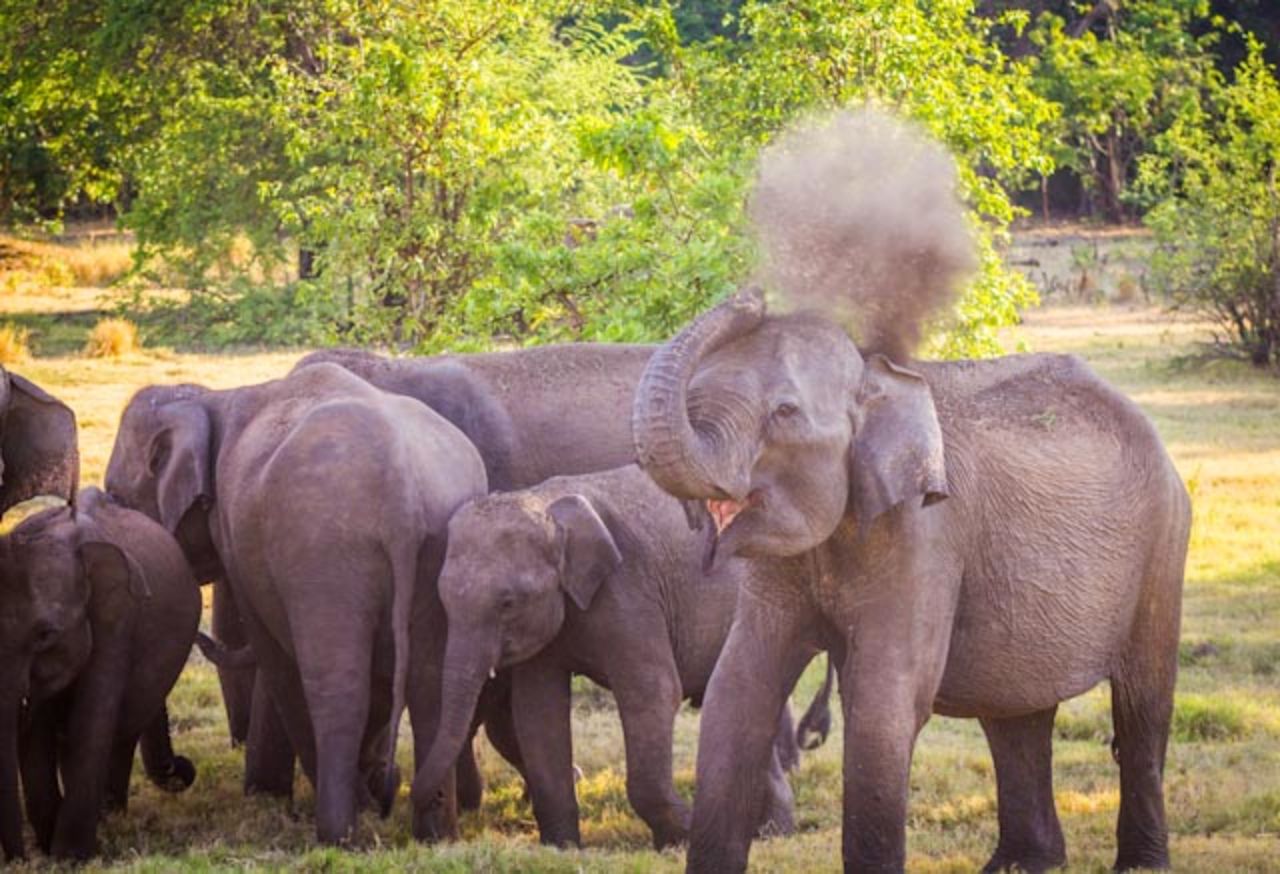An adult female sprays herself with dirt and grass to help protect her skin and stay cool. Sri Lanka is home to an estimated 7,000 wild Asian elephants.