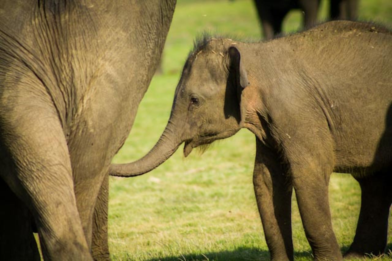 A baby elephant reaches for its mother. Elephant moms typically don't stray far from their offspring, both for protection and in case they need to help sort out a quick meal.