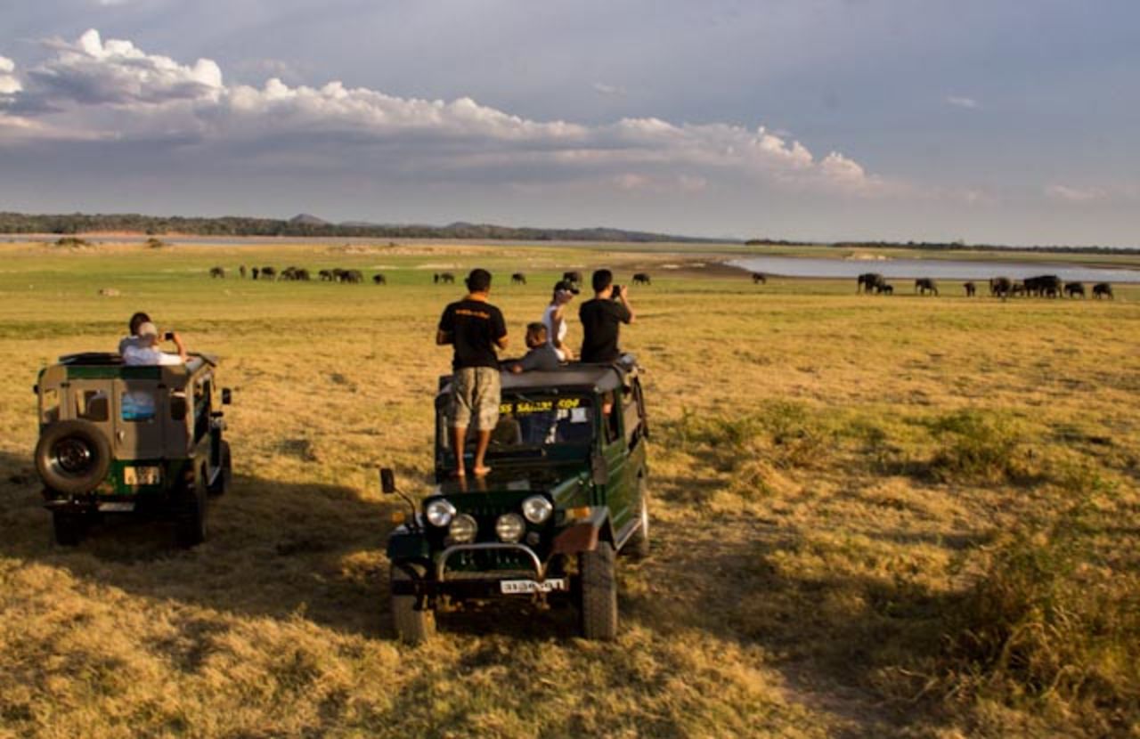 The Gathering attracts some of the largest herds of elephants seen anywhere. Tourists in jeeps watch a group of more than 30 animals making their way toward Minneriya's reservoir.