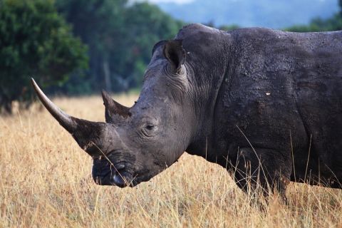 Ol Pejeta is home to 110 rhinos in total, its staff say. Apart from the four northern white rhinos, the conservancy also hosts 95 black rhinos and 11 whites rhinos.