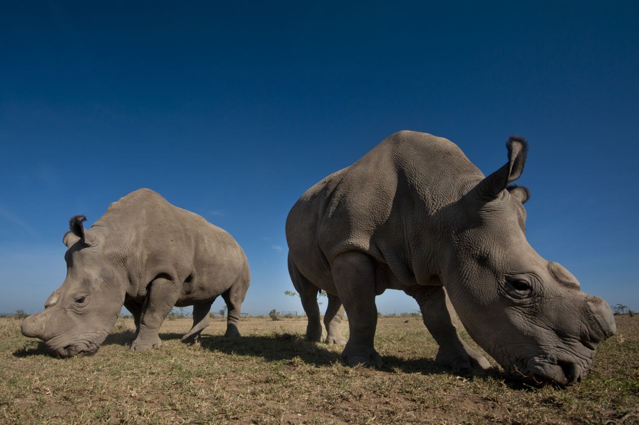 Ol Pejeta is home to four of the last seven northern white rhinos left in the world