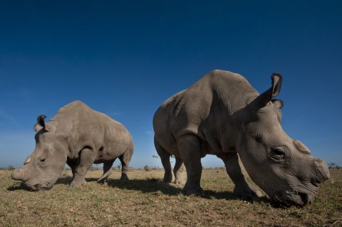 Ol Pejeta is home to four of the last seven northern white rhinos left in the world