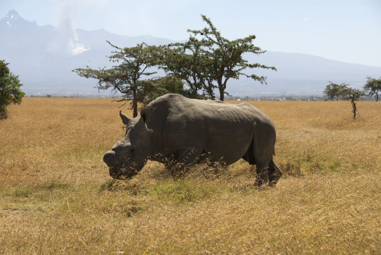 Rhino poaching rates have soared in recent years in parts of Africa amid growing demand in southeast Asia for the animals' horns.