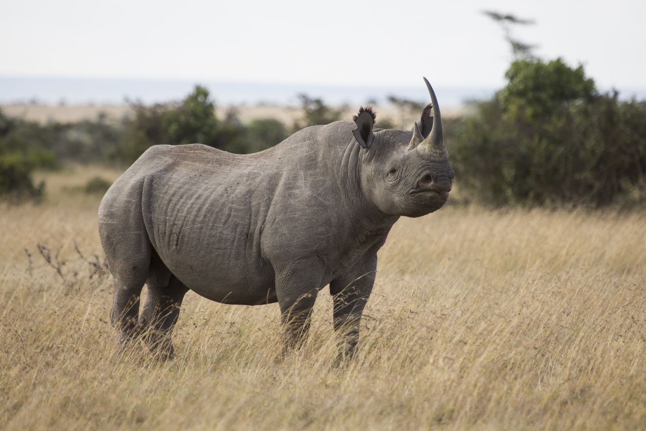 Each year, some 80,000 people visit Ol Pejeta in Kenya's Laikipia District to see its variety of animals, including rhinos , leopards, elephants and lions.