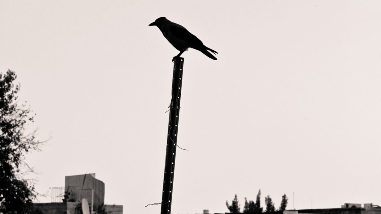 A lone crow perches on a pole on the roof of the Jewish Quarter in the Old City of Jerusalem.