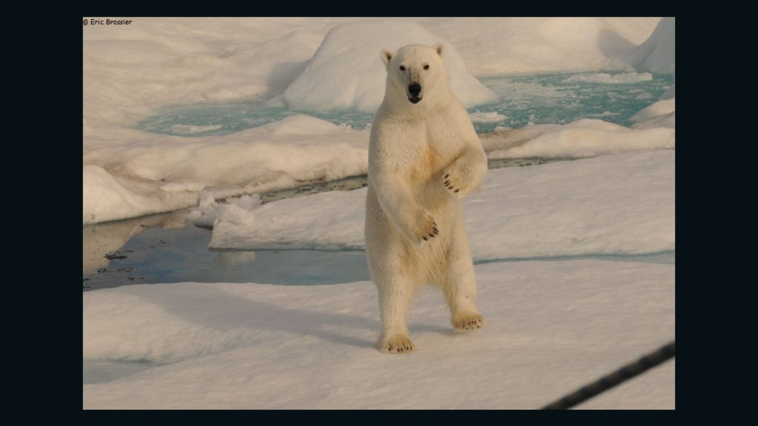 A polar bear approaches the boat of oceanographer Eric Brossier in the Canadian Arctic.