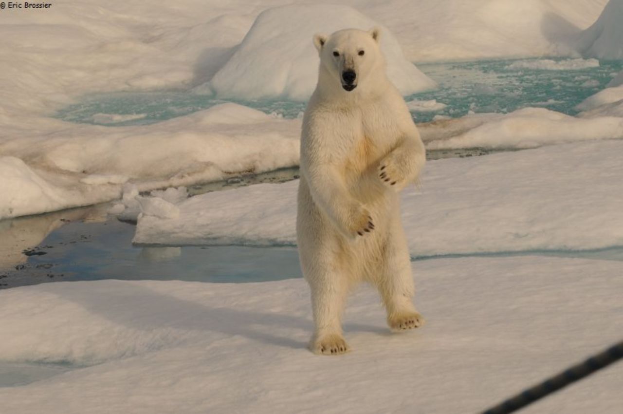 The imposing sight of polar bear on its hind legs, as snapped by Eric Brossier. The giant Arctic creatures are a common sight alongside the likes of whales, walruses and seals,  Brossier said.