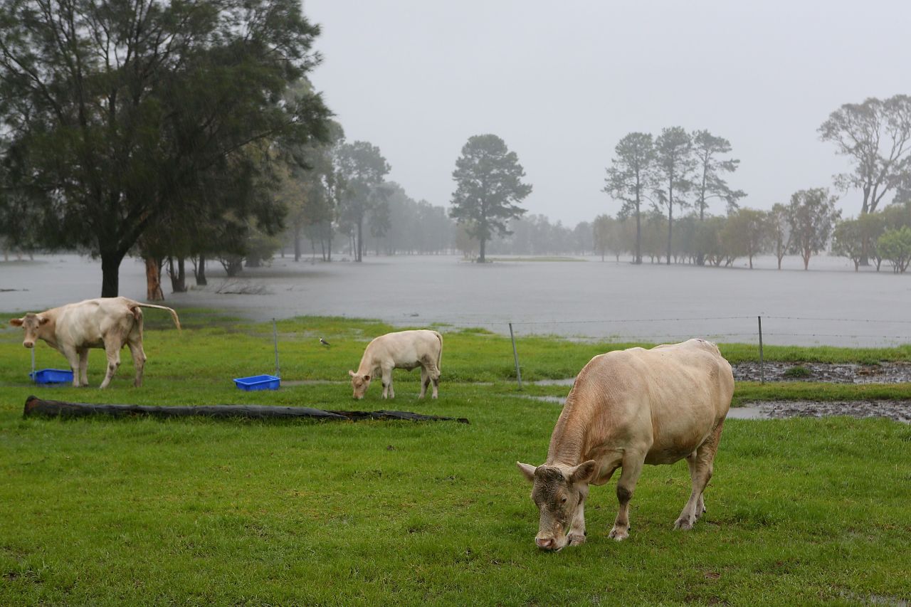 Cows graze near flooded farms in Gold Coast, Queensland, on January 28.