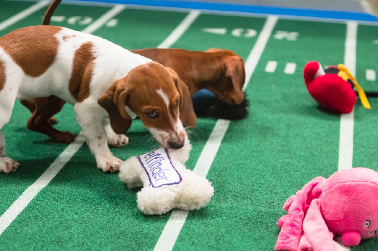 Puppy Bowl IX is Animal Planet's answer to the Super Bowl. The battle of the cute airs repeatedly on Sunday. Meet Sally, a dachshund/basset hound mix, left, and Harry, a chocolate dachshund smooth, both from Furever Dachshund Rescue.