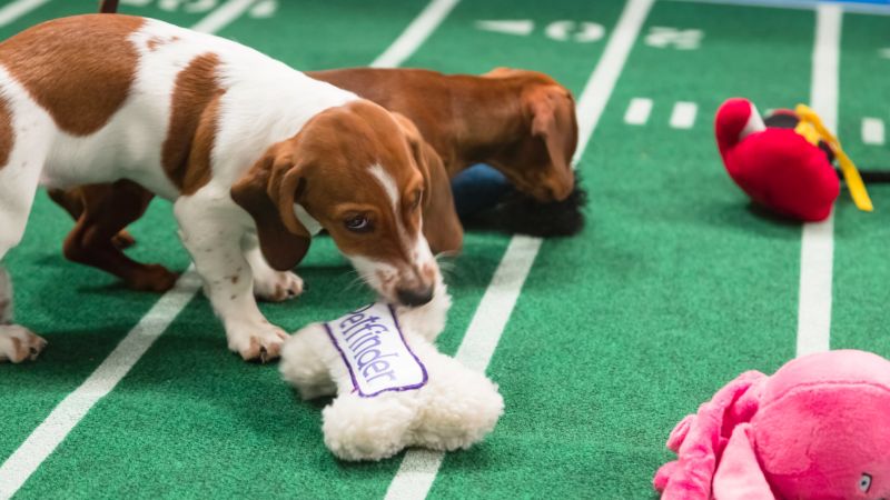 Puppy Bowl Sunday: Survival of the cutest | CNN