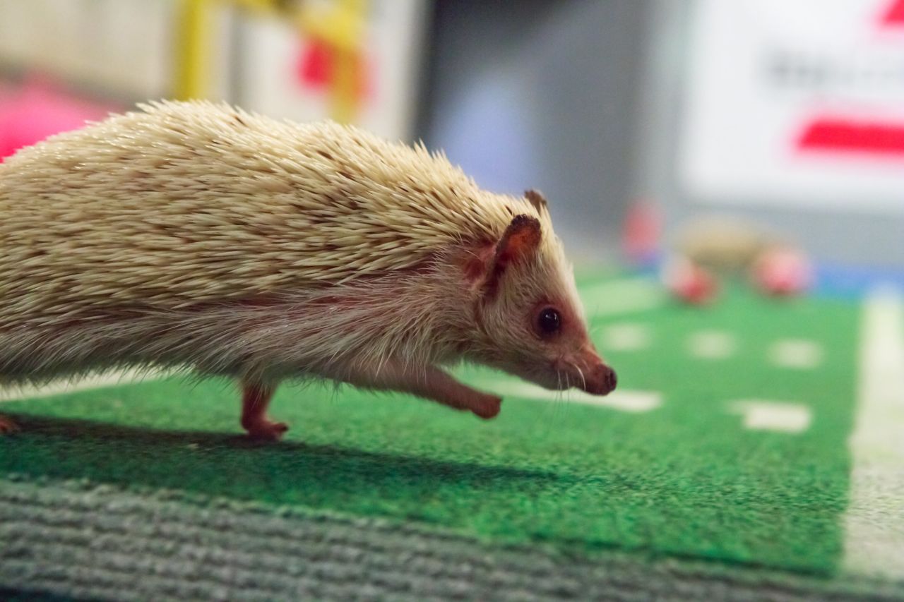Hedgehog cheerleaders root for the puppies from the sidelines.