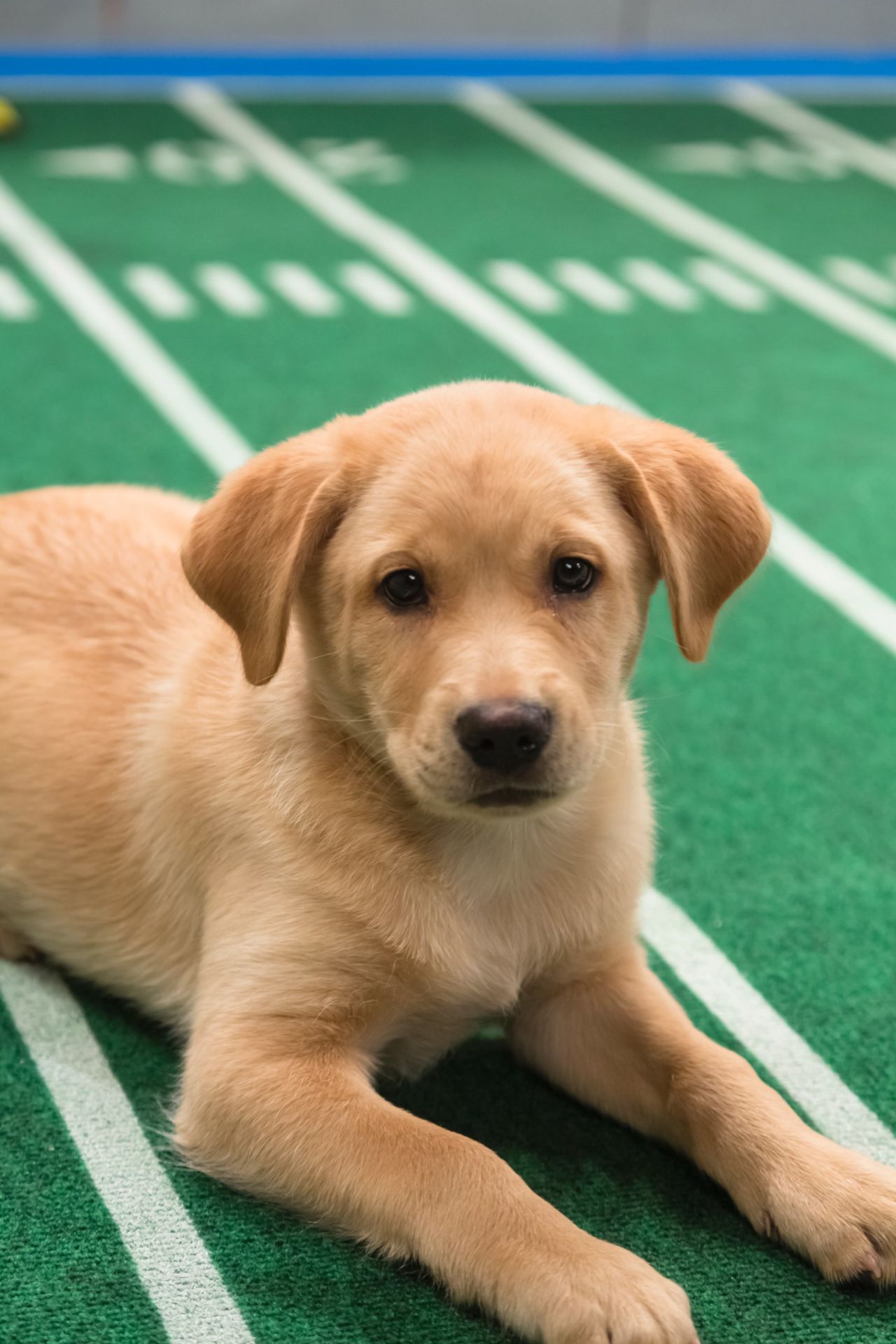Chestnut, a Labrador retriever/Australian shepherd mix from Bonnie Blue Rescue, is a 9-week-old male who loves to snuggle.
