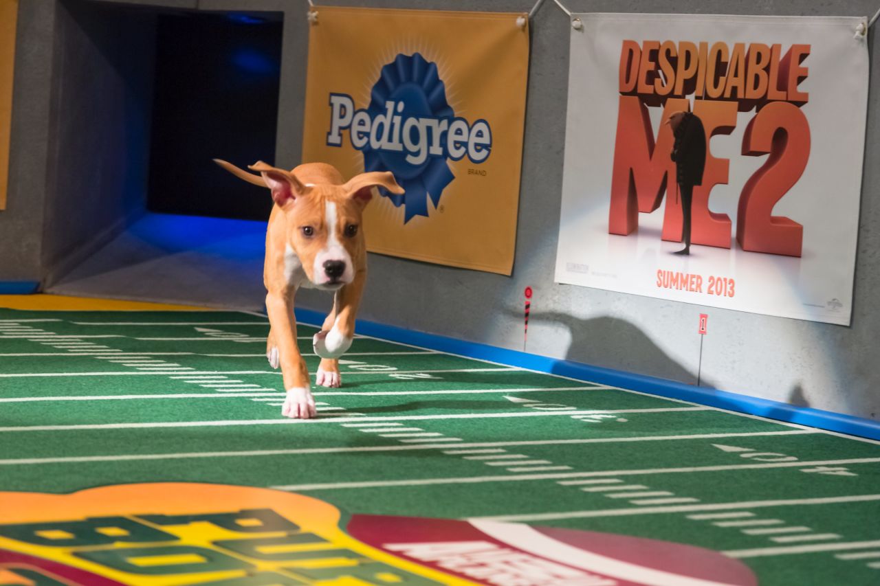 Cash, a 15-week-old male pit bull, is from Greene Street Animal Rescue and he loves belly rubs.