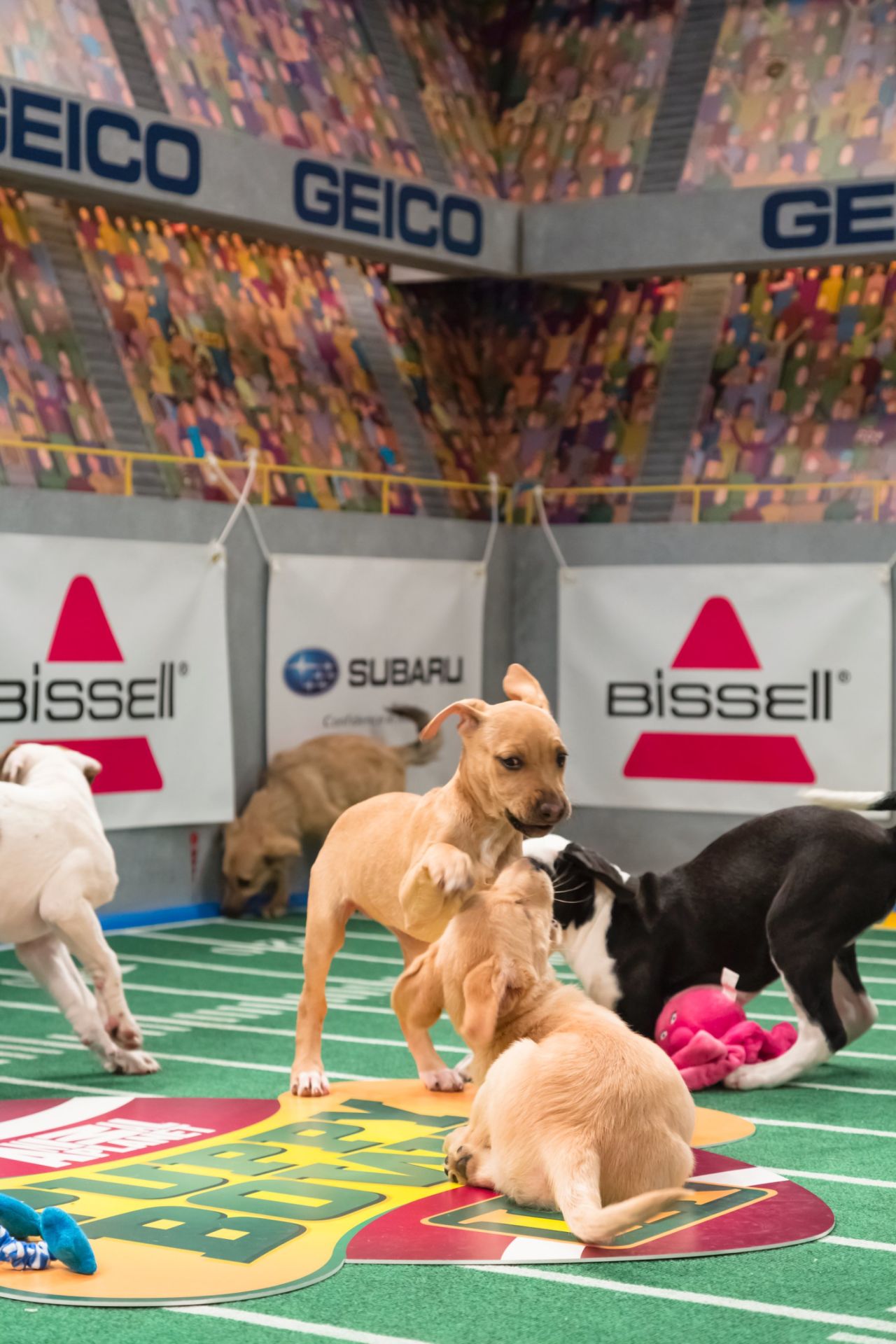 Puppy Bowl offers viewers plenty of tackling and ruff-housing.