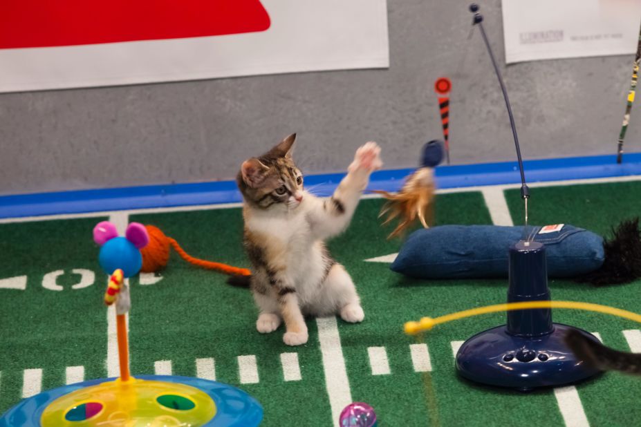 The kitty halftime show makes use of the latest cat toys.