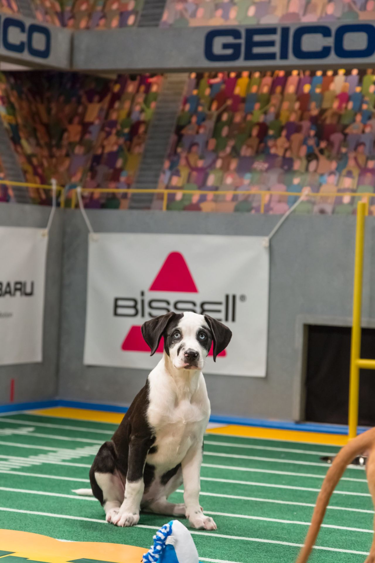 Bessie, a Catahoula leopard dog mix, is a 13-week-old female from Gimme Shelter Animal Rescue.