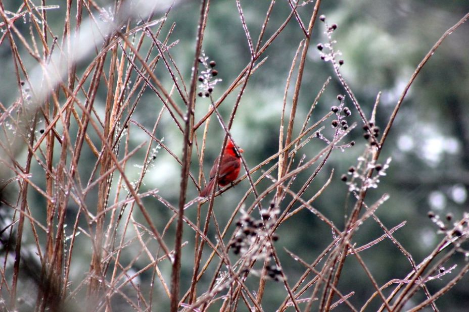 A cardinal perches on shimmering branches after a Greenville, North Carolina, <a href="http://ireport.cnn.com/docs/DOC-917751">ice storm</a> on January 26. "I have an interest in weather and animal photography, so I decided to walk around and see what interesting images I could find," said Richard Barnhill.
