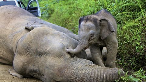 A baby elephant reaches out to its dead mother in the Gunung Rara Forest Reserve, Sabah, Malaysia in late January, 2013.