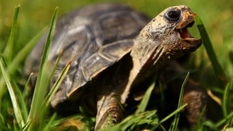 Pet tortoises are having a big week on the Web, from Brazil to the Super Bowl.
