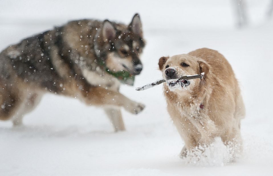 These two dogs seem to be <a href="http://ireport.cnn.com/docs/DOC-902813">enjoying the snowfall</a> in another image from Matthew Platz in Ohio.