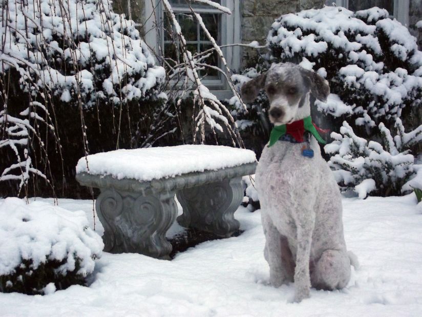 Standard poodle Huckleberry <a href="http://ireport.cnn.com/docs/DOC-901826">takes in the snow</a> in Martinsburg, West Virginia. Charles Connolly, who shot this photo on Christmas Eve, says Huckleberry loves snow even though it's uncommon for the area.