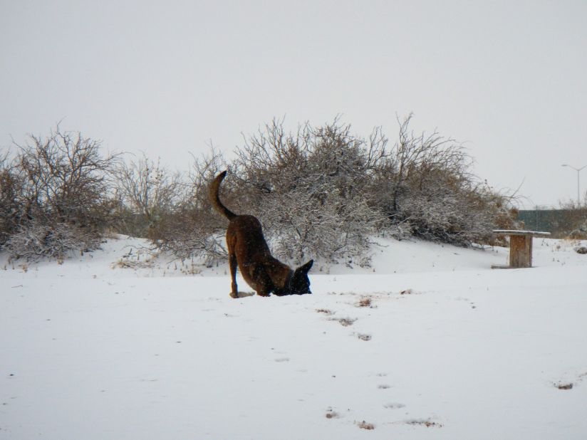 Duck, a 3-year-old Belgian malinois, works as a patrol narcotics detector dog for the military. His training session at Fort Bliss, Texas, quickly turned into playtime when snow started to fall on January 3. Handler Charles A. Ogin captured the pup's <a href="http://ireport.cnn.com/docs/DOC-905598">first time in the snow</a>.
