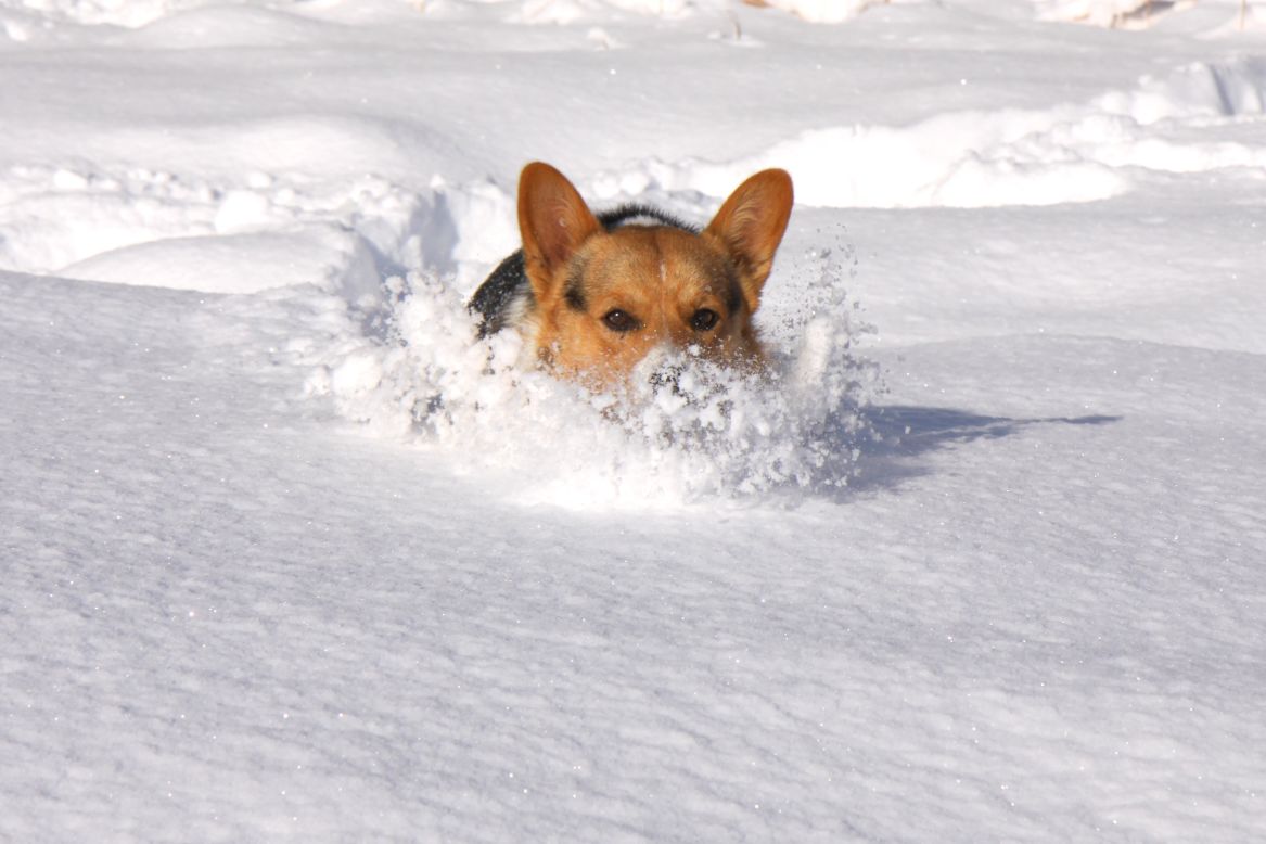 Shooty the corgi motors through a foot of snow in Greenbrier, Arkansas. "Sometimes we couldn't see him because it was so deep," said Brent Smithson, who <a href="http://ireport.cnn.com/docs/DOC-902299">shot this photo</a> December 26.