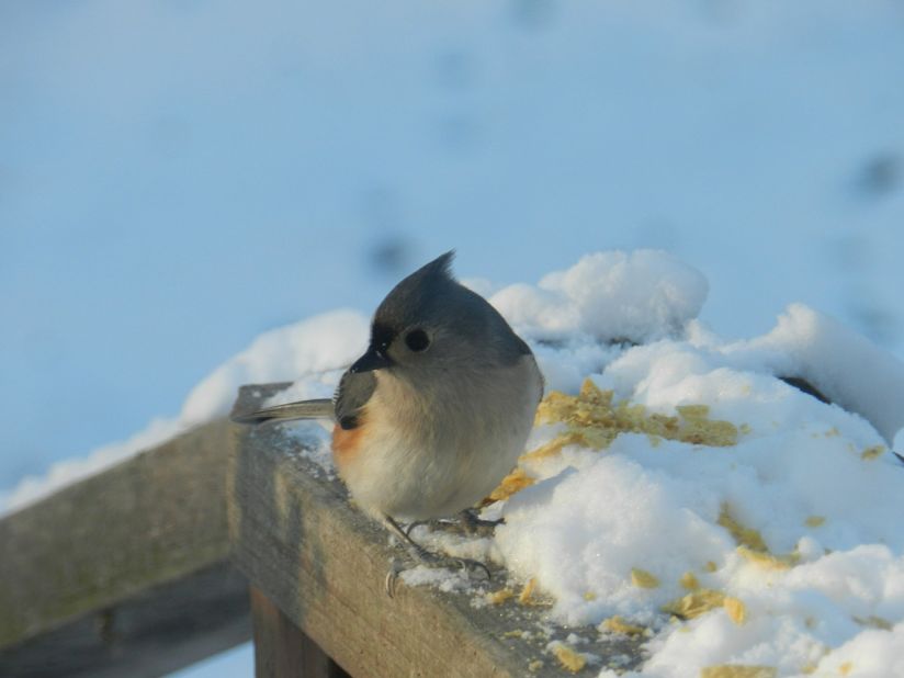"Do you think bird feet get cold?" wondered Janie Lambert as she <a href="http://ireport.cnn.com/docs/DOC-915765">snapped this photo</a> from her Hughesville, Maryland, back yard. It was about 23 degrees when she captured the image on January 24.