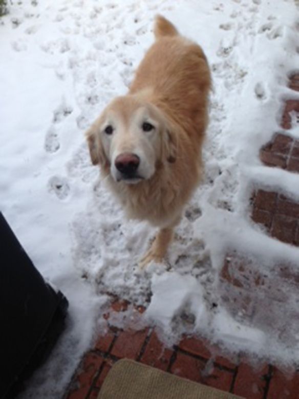 Golden retriever Ray <a href="http://ireport.cnn.com/docs/DOC-902562">enjoys a Christmas snow</a> in Plano, Texas. "He had to have one of his front legs amputated this past fall due to cancer, so he can't romp around in the snow like he used to, but he does seem to enjoy it!" said Tamara Galbraith. 