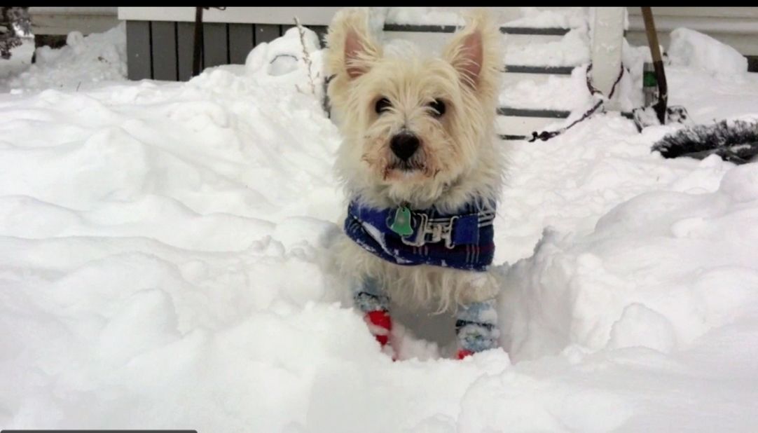 Jannet Walsh dresses her dog Andrew, a West Highland white terrier, in dog booties and wool socks to go out in blizzard conditions in Murdock, Minnesota. Andrew modeled his winter wear when it was minus 15 degrees in <a href="http://ireport.cnn.com/docs/DOC-892939">this video</a> from December 9.