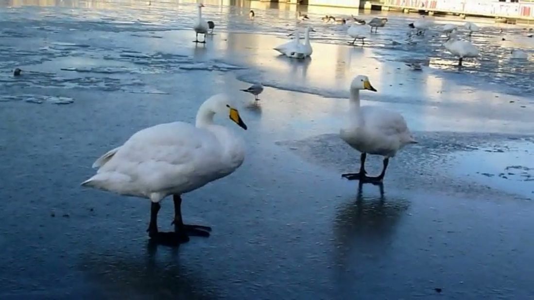 Geese walk carefully along a <a href="http://ireport.cnn.com/docs/DOC-883269">frozen pond</a> in Reykjavik, Iceland, on November 18. "This is very common in wintertime," said Halldor Sigurdsson. "It is always great to go there and walk on the pond and, of course, feed the birds."