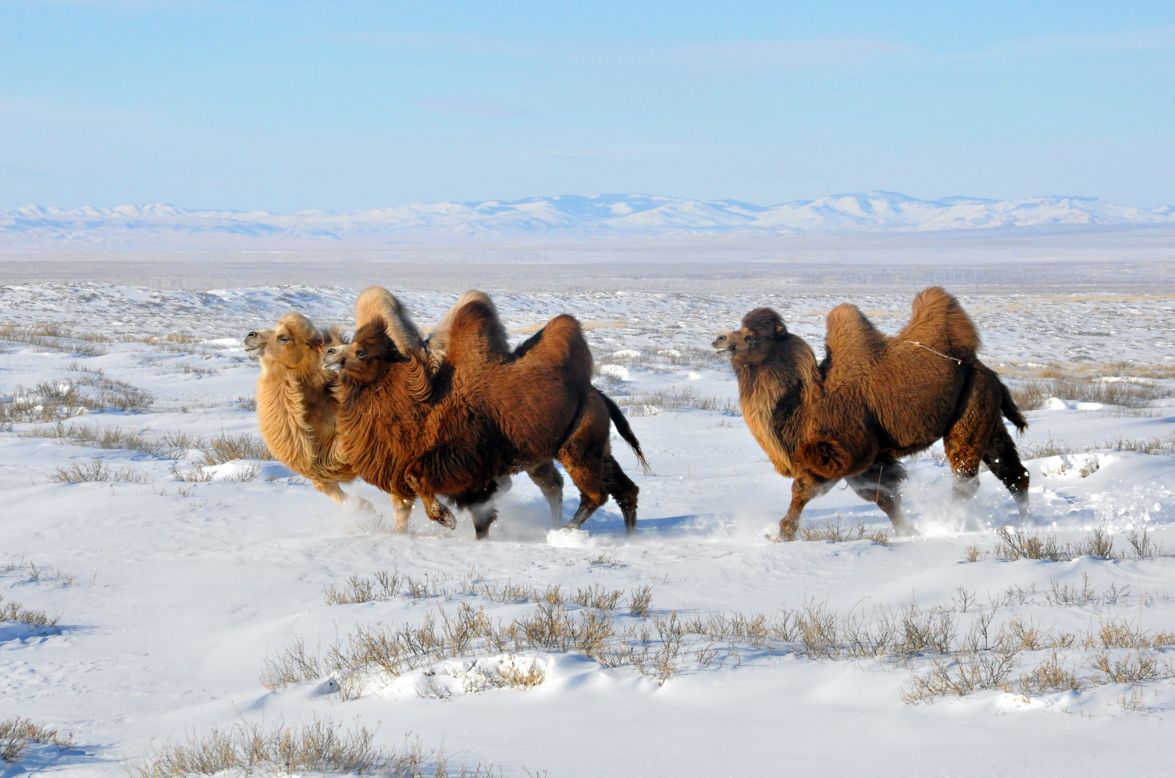 Camels trek through a <a href="http://ireport.cnn.com/docs/DOC-918872">blanket of snow</a> in Mongolia on December 30. Inga Lukaviciute captured this photo while horseback riding. "We were riding horses in the snow-covered steppes and spotted the camels lying down in the distance. One of our guides took off on his horse to herd the camels closer," she said. "I was in awe. The camels came running closer to us and around us. It was very unreal." 