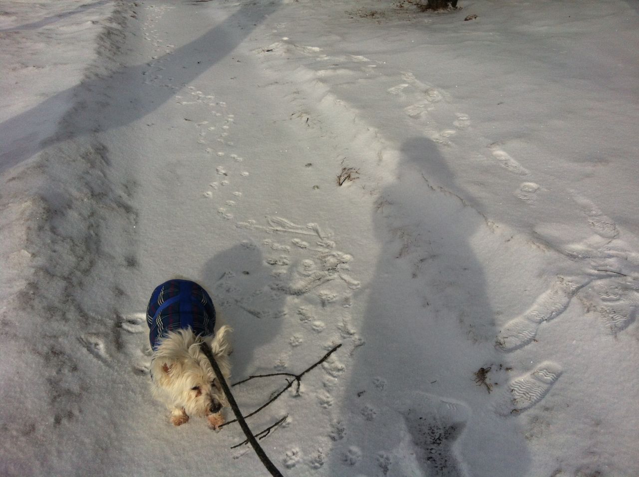 <a href="http://ireport.cnn.com/docs/DOC-919168" target="_blank">iReporter Jannet Walsh</a> snapped this photo her shadow along with her 14-year-old dog Andrew. "It's been hard to walk the dog in the brutally cold arctic weather, as I am too cold to walk him," she said.