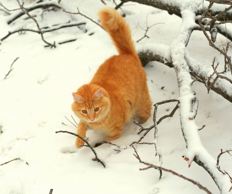 Jimmie, a 10-month-old orange tabby, enjoys <a href="http://ireport.cnn.com/docs/DOC-919129">his first snow</a> on Christmas Day. "He is totally fearless," says Judy Evans of Fort Worth, Texas. "His little eyes were full of wonder just as a child's first snow would be!"