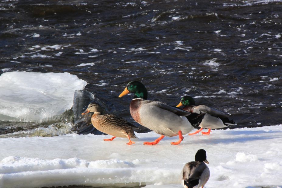 These ducks' orange feet show up nicely against the Tweed, Ontario, Canada, ice and snow. James Vincent Wardhaugh captured this photo <a href="http://ireport.cnn.com/docs/DOC-918488">and others</a> on January 28. 