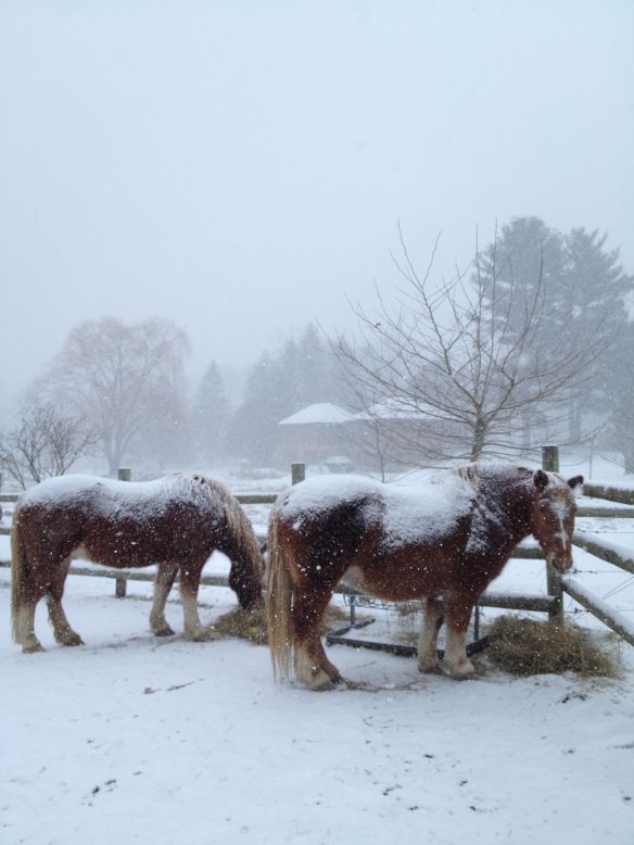 Draft horses Isabella and Timothy get <a href="http://ireport.cnn.com/docs/DOC-915603">blanketed by snow</a> in their Sandyston, New Jersey, pasture. "Horses need more hay in extreme weather to stay warm," explained Victoria Jadali, who shot this photo January 22.