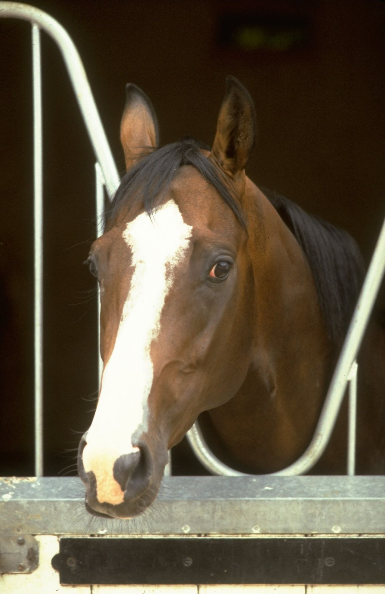 "He was one of those no-nonsense horses, nothing fazed him," Swinburn said of the colt with the distinctive white blaze on his face and four white 'socks.'