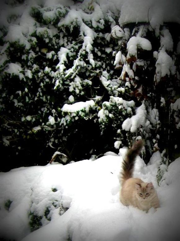 Andrew Newiss says his two cats enjoyed the snow that fell on Cowling, England, on January 26. They "were trying to catch snowflakes through the window," he said. Teddy, pictured here, and Lucy were "a little wary at first, but once they saw that I was outside they <a href="http://ireport.cnn.com/docs/DOC-919628">pranced through the snow drifts</a> and enjoyed the freedom and fresh air."