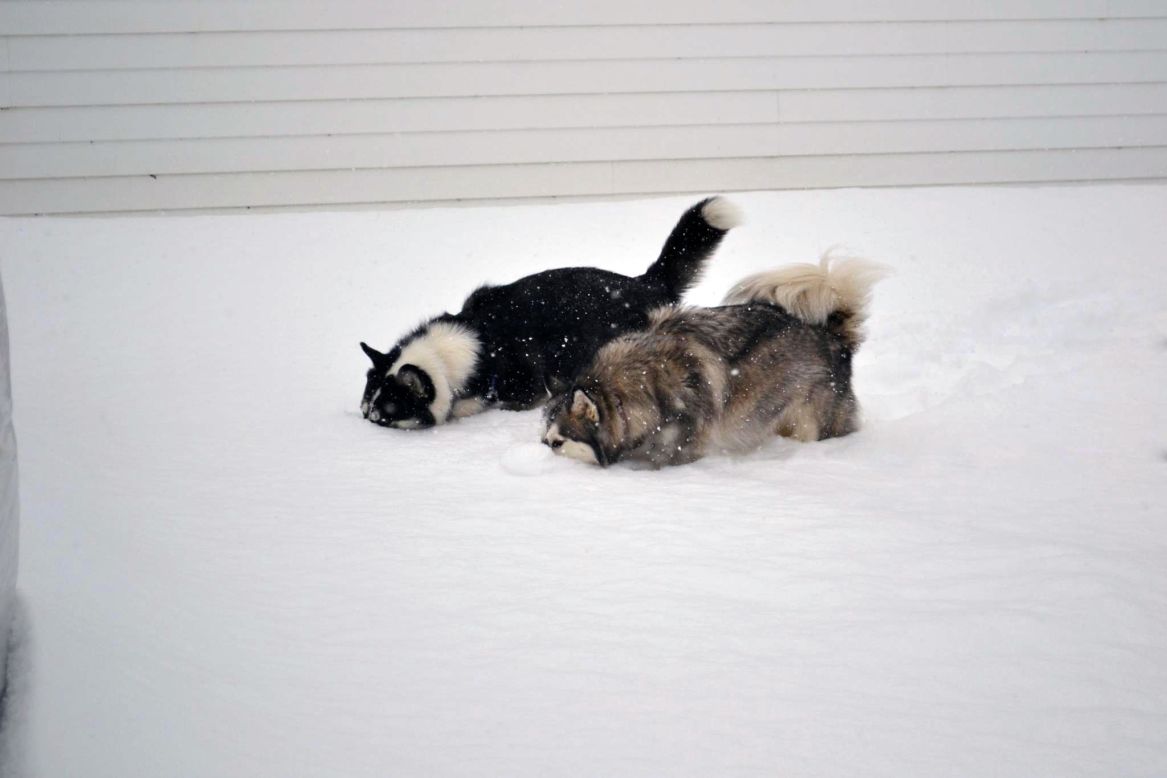 Natalie Bauchan's Siberian huskies, Empire and Cammy, dig their noses into the Buffalo, New York snow. "This is the <a href="http://ireport.cnn.com/docs/DOC-921022">first thing they did</a> when they got into the foot-plus snow!" said Bauchan. "They have the best personalities and would pull a sled if we let them."