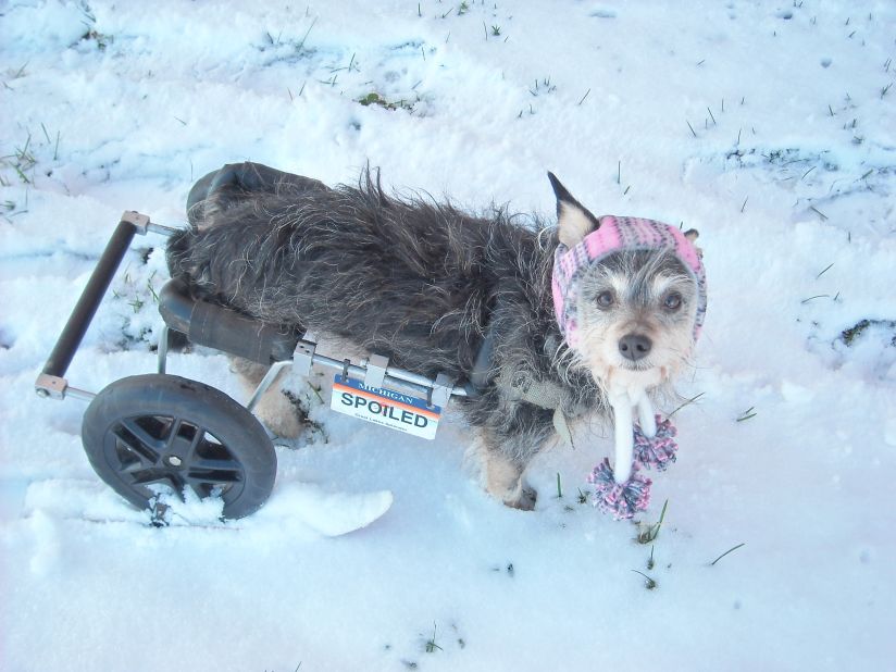 Six-year-old Tori doesn't let being handicapped stop her from enjoying the snow. Look closely -- owner Jana Nicol of Lansing, Michigan, modified a <a href="http://ireport.cnn.com/docs/DOC-920689">set of skis</a> to fit under the dog's tires and says skiing is now one of Tori's favorite activities. "When I ask her, 'Wanna go skiing?' her ears shoot up and she gets all excited," said Nicol, who shot this photo December 27. 