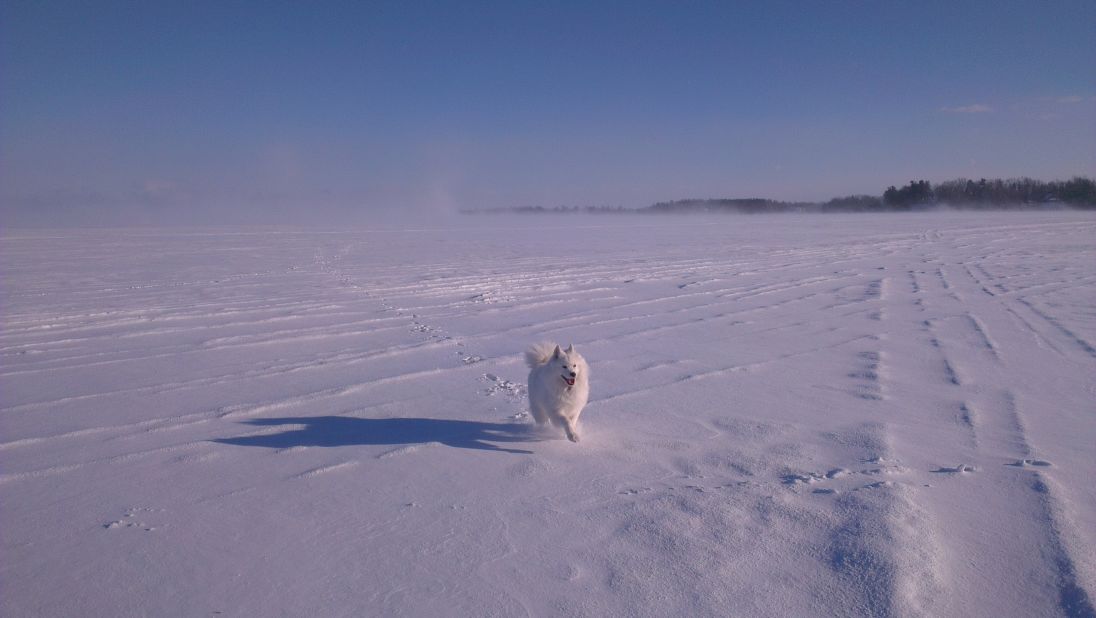 Mia, a 5-year-old Samoyed, <a href="http://ireport.cnn.com/docs/DOC-921143">races across a frozen lake</a> in Hudson, Quebec, in this shot taken by Sean McAllister on January 20.