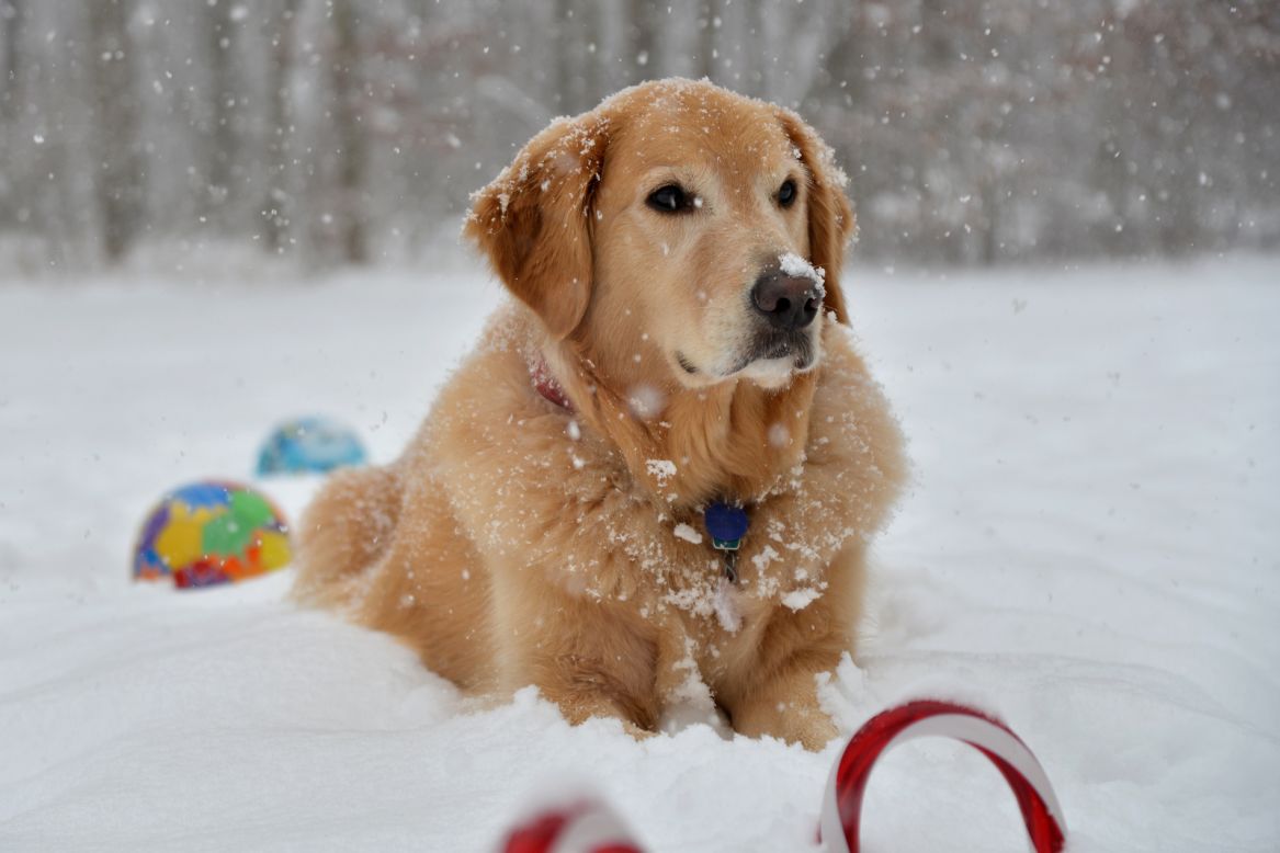 Four-year-old golden retriever Deuce "loves to lounge in the snow," said John Perdoch. He would lie there "all day given a chance," said  Perdoch who <a href="http://ireport.cnn.com/docs/DOC-920935">shot this photo</a> December 29 in Pennsylvania. 