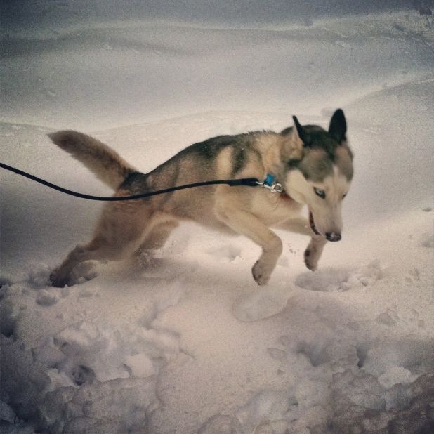 Rescued husky Teagan takes a romp in the Davis, West Virginia, snow in November 2012. Two-year-old Teagan had <a href="http://ireport.cnn.com/docs/DOC-921394">never seen snow before</a>, and Christine Eaton said he "just jumped right in, running around and going crazy."