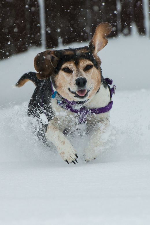 What a fun birthday present! Beagle Daisy turned 9 as snow fell in Fitchburg, Wisconsin, on January 30. "She's slowed down over time, but put her in the snow and suddenly <a href="http://ireport.cnn.com/docs/DOC-920688">she's a puppy again</a>," said Mark Palma. "This is definitely the weather beagles were built for."