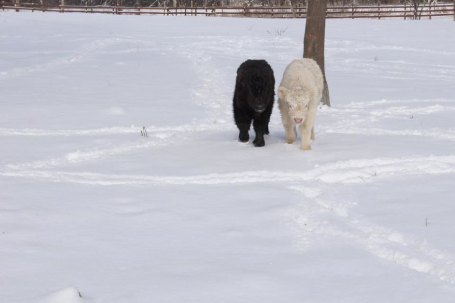 These two calves weren't even a month old when they experienced their first snow in Lake Villa, Illinois. "Good thing they come with <a href="http://ireport.cnn.com/docs/DOC-920799">lots of fuzzy fur</a>," said Laura Heffernan. Her sister-in-law, Lynn Heffernan, shot this photo on February 2.  