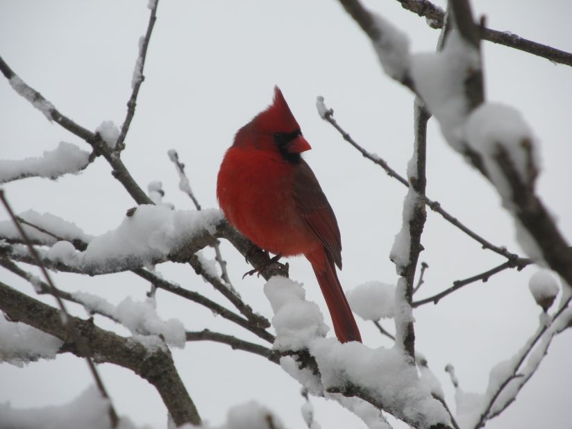 Lauren Woodard captured this portrait of a <a href="http://ireport.cnn.com/docs/DOC-921002">cardinal</a> on the day after Christmas as snow fell in Henderson, Kentucky. "There were 10 to 20 cardinals at any time in a tree outside the kitchen window and they were too beautiful not to catch on camera," she said.
